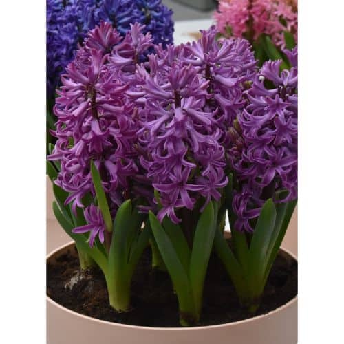Hyacinth 'Purple Sensation' (Prepared)