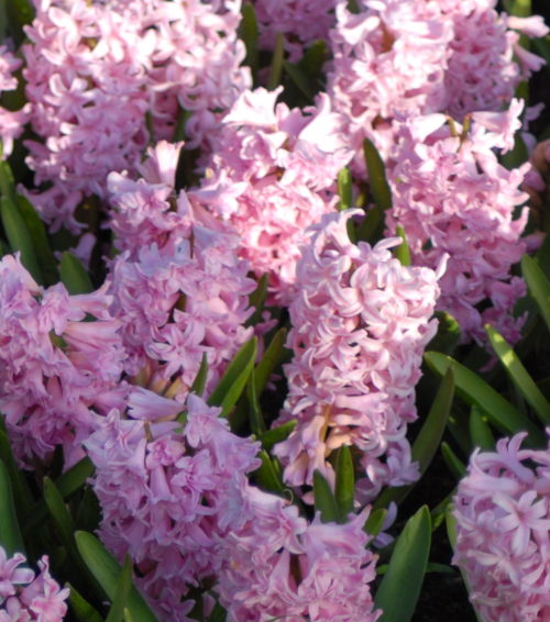 Hyacinth 'Rosette'