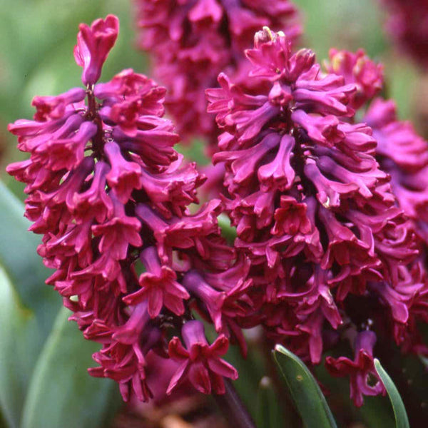 Hyacinth 'Woodstock' Bulbs