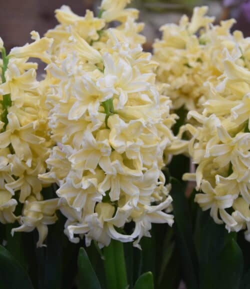Hyacinth 'Yellow Queen'