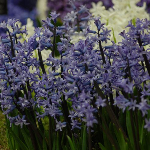 Hyacinth 'orientalis'