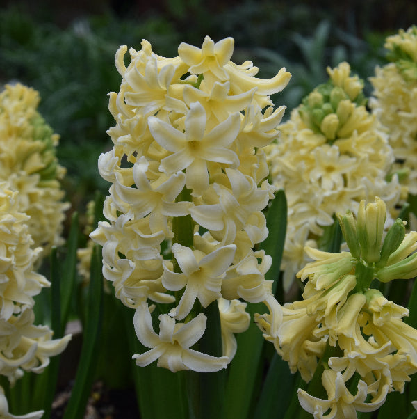 Hyacinth 'City of Haarlem' Bulbs