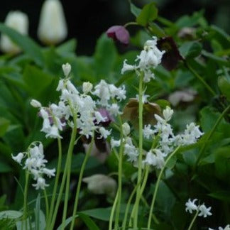 Hyacinthoides non-scripta 'Alba'