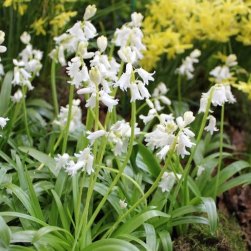 Hyacinthoides non-scripta 'Alba'