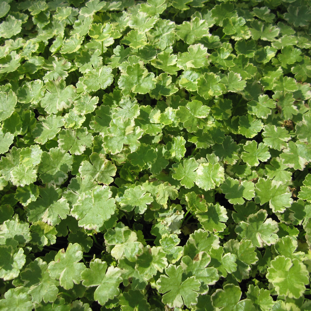 Hydrocotyle sibthorpioides (Dwarf Pennywort)
