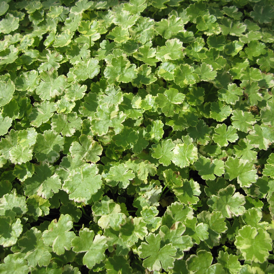 Hydrocotyle sibthorpioides (Dwarf Pennywort)