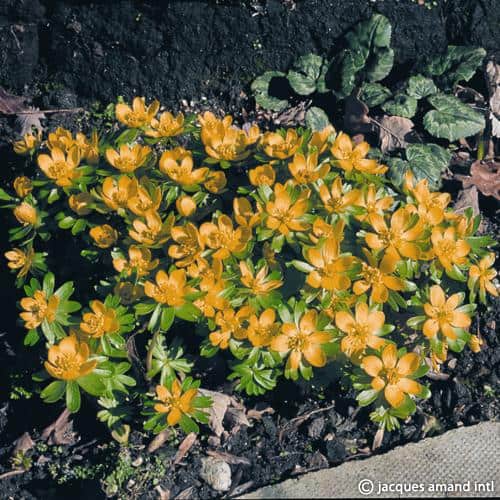 Eranthis hyemalis