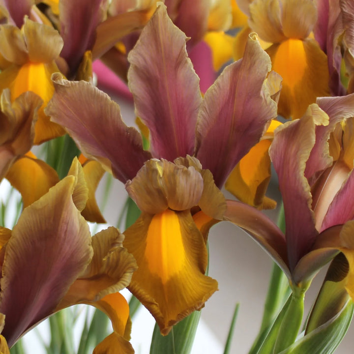 Dutch Iris 'Bronze Perfection' Bulbs | Iris hollandica