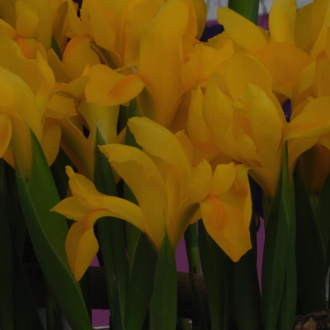 Dutch Iris 'Golden Beauty' Bulbs | Golden Yellow Iris