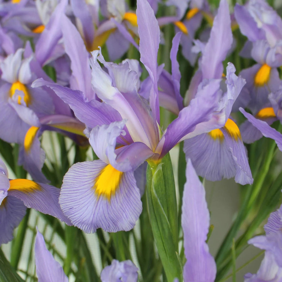 Dutch Iris 'Pink Panther' Bulbs | Iris × hollandica