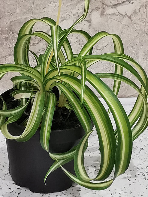 Potted Chlorophytum Curly Spider Plant