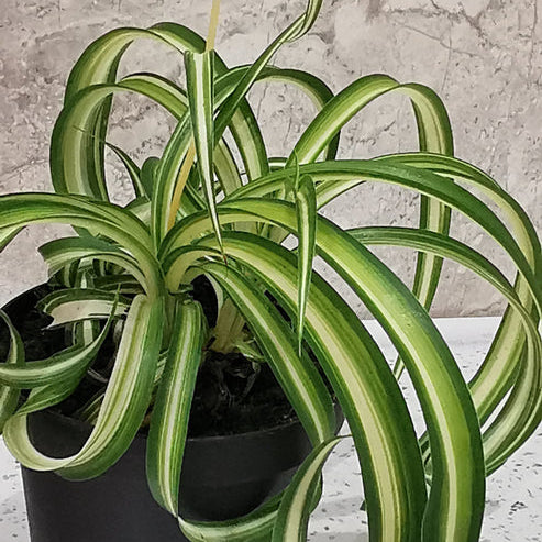 Buy Potted Chlorophytum Curly Spider Plant online UK
