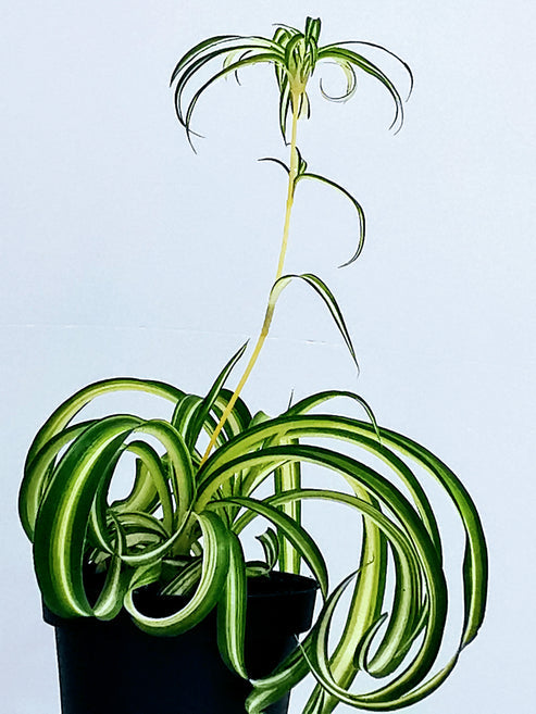 Buy Potted Chlorophytum Curly Spider Plant online UK