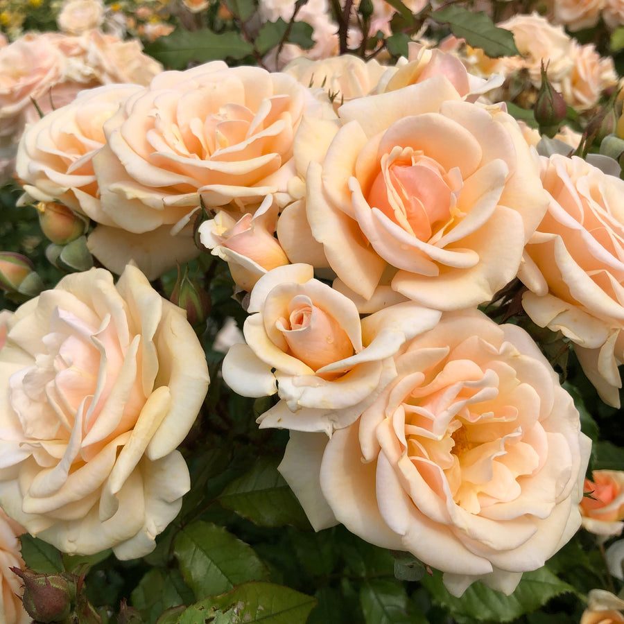 Rosa 'Sweet Honey'