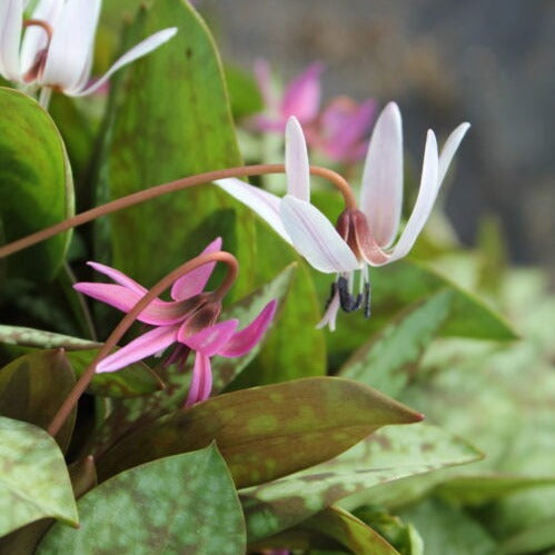 Erythronium den canis