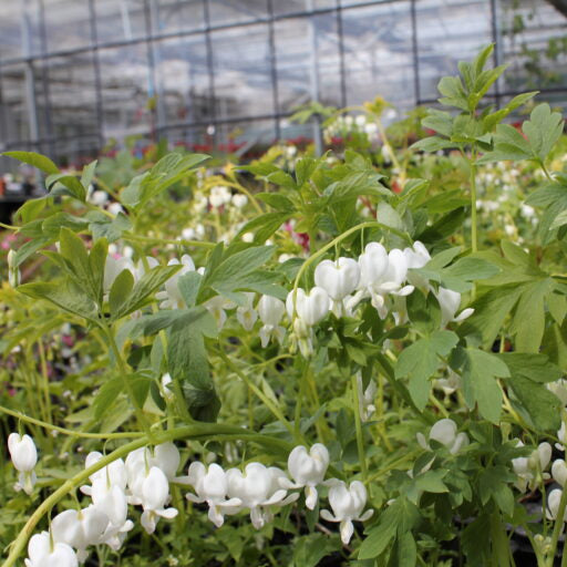 Buy Lamprocapnos spectabilis 'Alba' (White Bleeding Heart) Rhizomes online