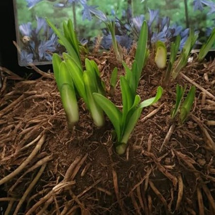 Agapanthus Intermedia Selection Clumps