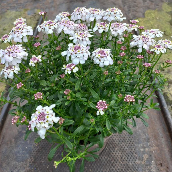 Iberis 'Pink Ice'