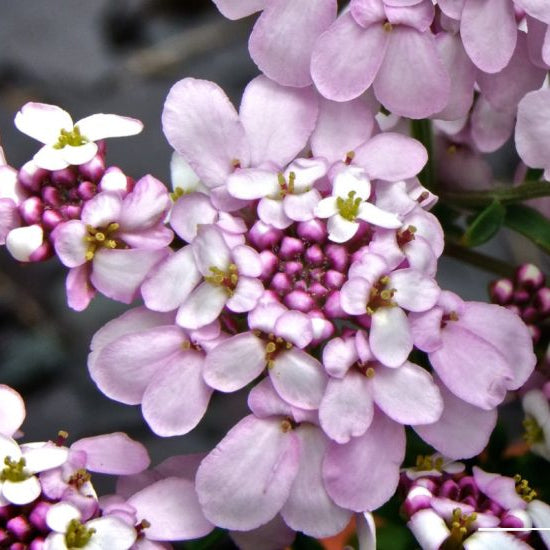 Iberis 'Pink Ice'