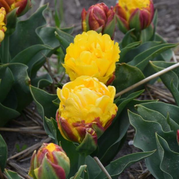 Tulip 'Ice Cream Banana'