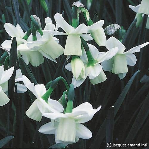 Narcissi 'Ice Wings'