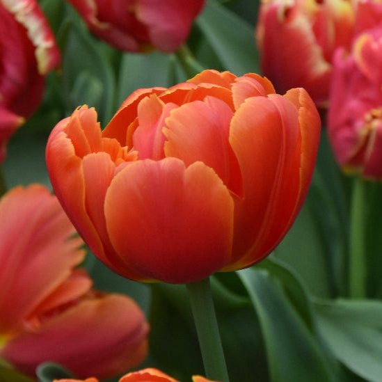 Tulip 'Icoon' Bulbs