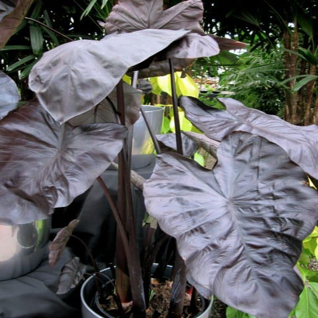 Colocasia esculenta 'Black Coral'