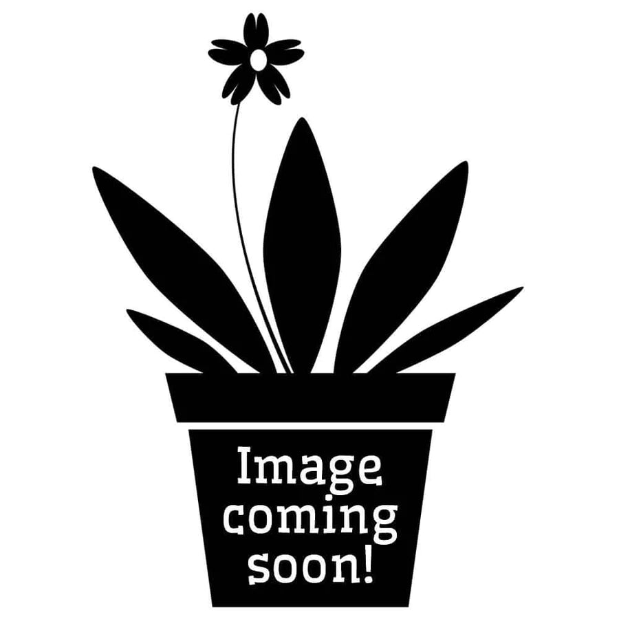 Buy Canna 'Mrs Oklahoma' Bulbs online UK