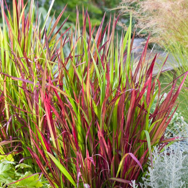 Imperata cylindrica 'Red Baron'