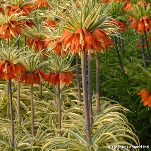 Fritillaria imperialis Argenteovariegata