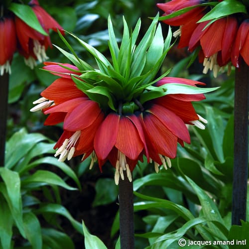 Fritillaria imperialis William Rex