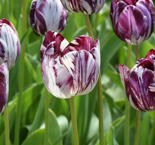Tulip 'Insulinde'
