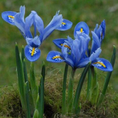 Iris reticulata 'Alida'