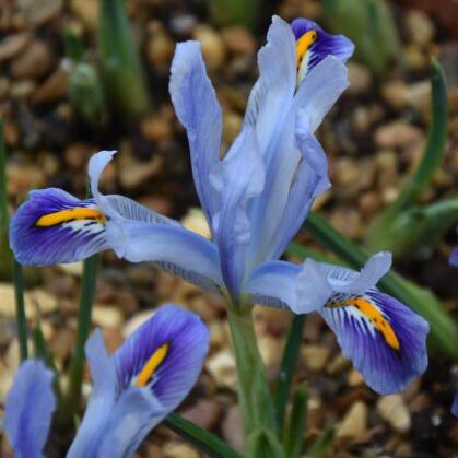 Iris reticulata 'Angela'