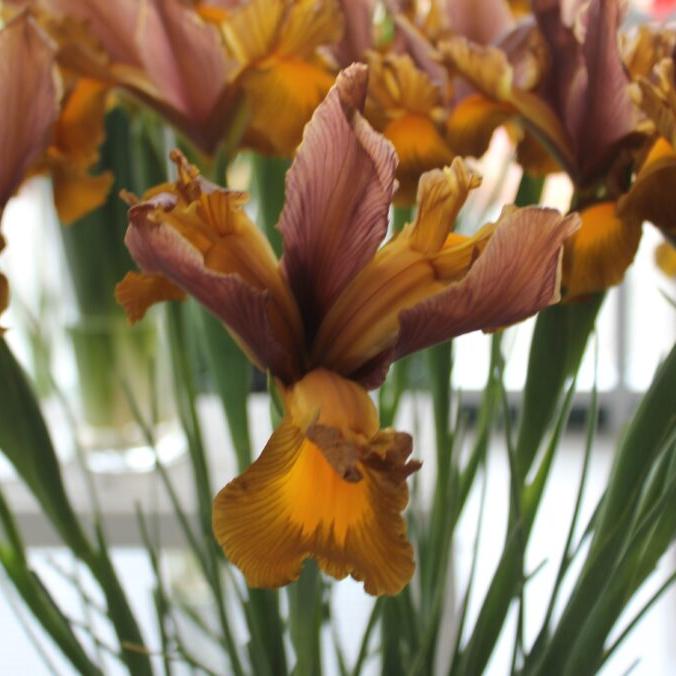 Dutch Iris 'Autumn Princess'