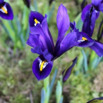 Iris reticulata 'Blue Hill'