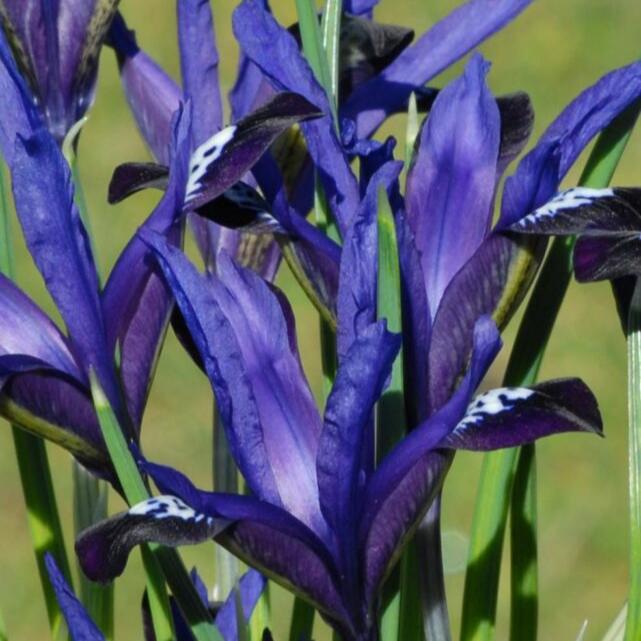 Iris reticulata 'Blue Note'