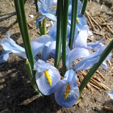 Iris reticulata 'Blue Planet' Bulbs | Dwarf Iris