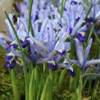 Iris reticulata 'Clairette'