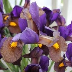 Dutch Iris 'Eye of the Tiger'