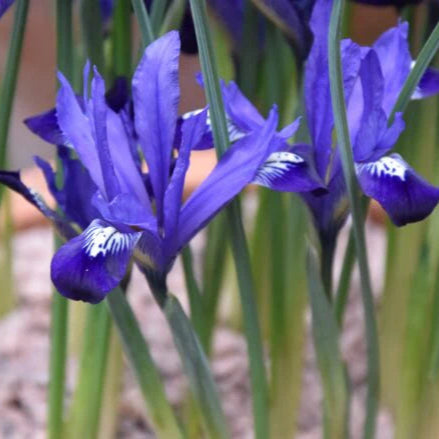 Iris reticulata 'Fabiola'