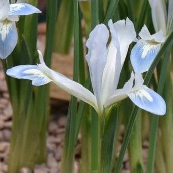 Iris reticulata 'Frozen Planet'