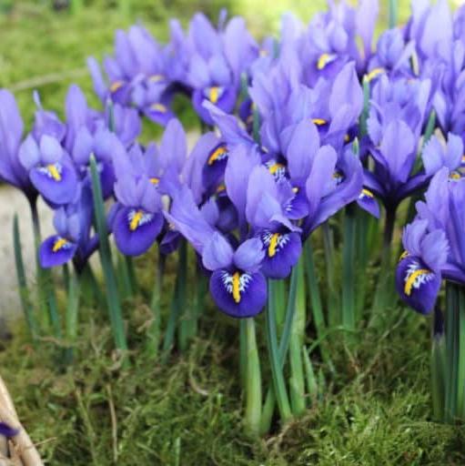 Iris reticulata 'Harmony'