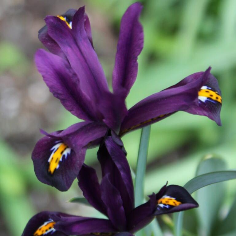 Iris reticulata 'J.S.Dijt'