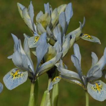 Iris histrioides 'Katharine Hodgkin'