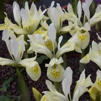 Iris histroides 'Katharine's Gold'