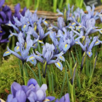 Iris reticulata 'Kuh-e-Abr'