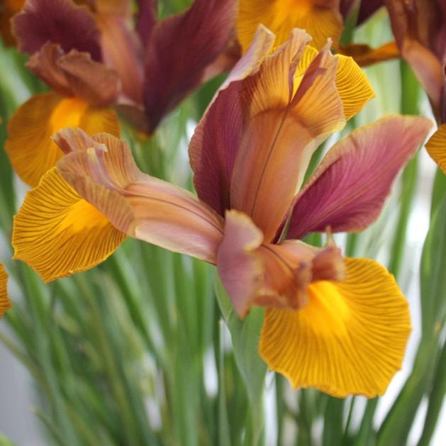 Dutch Iris 'Lion King'