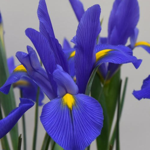 Iris 'Mickey Ocean' Bulbs