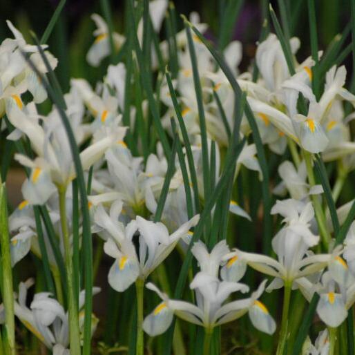 Iris reticulata 'Natascha'